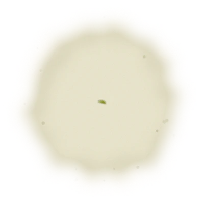Wholesale - M003 - Ming Jian - Four Seasons Oolong Tea 10