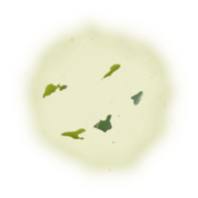 Wholesale - M007 - Ming Jian - GABA Oolong Tea 8