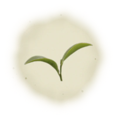 Wholesale - P001 - PingLin - Pouchong Oolong Tea (Competition Grade) 4