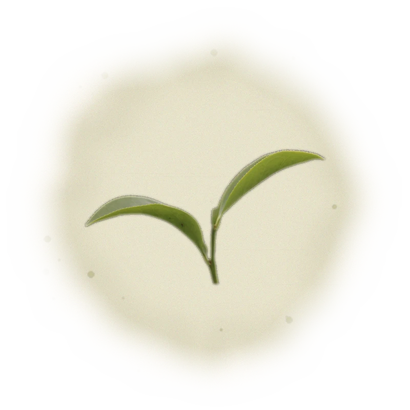 Wholesale - P001 - PingLin - Pouchong Oolong Tea (Competition Grade) 3