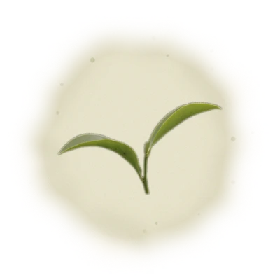 Wholesale - P002 - PingLin - Pouchong Oolong Tea (Premium Grade) 4