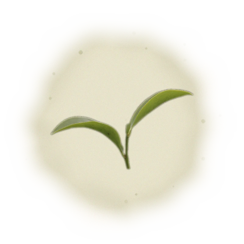 Wholesale - P002 - PingLin - Pouchong Oolong Tea (Premium Grade) 3