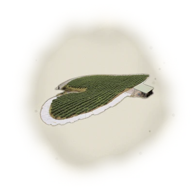 Wholesale - S001 - Sun Moon Lake - Ruby Black Tea TTES#18 (Competition Grade) 4