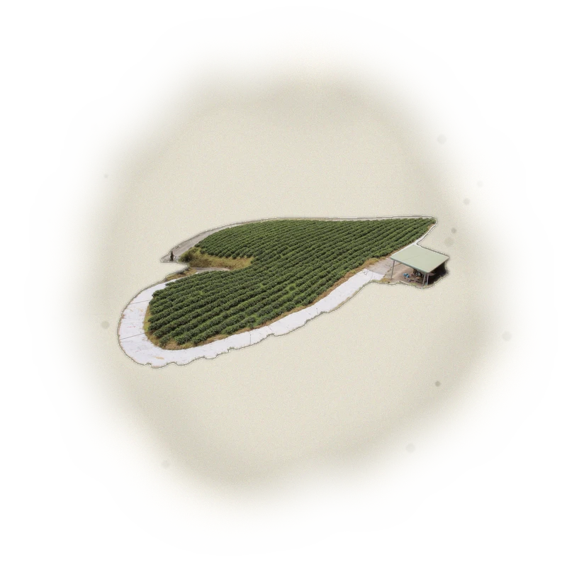Wholesale - S001 - Sun Moon Lake - Ruby Black Tea TTES#18 (Competition Grade) 3