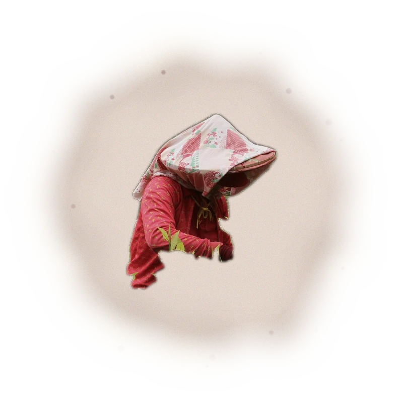 Wholesale - S001 - Sun Moon Lake - Ruby Black Tea TTES#18 (Competition Grade) 5
