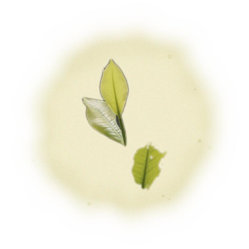 Wholesale - S001 - Sun Moon Lake - Ruby Black Tea TTES#18 (Competition Grade) 7