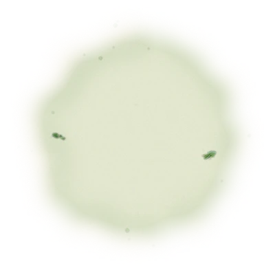 Wholesale - S001 - Sun Moon Lake - Ruby Black Tea TTES#18 (Competition Grade) 10