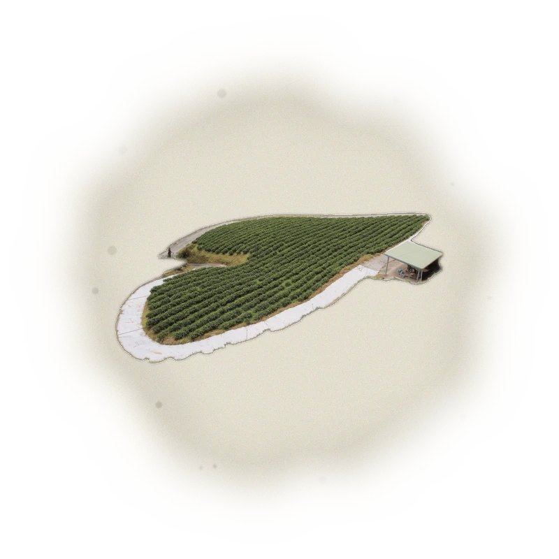 Wholesale - S002 - Sun Moon Lake - Ruby Black Tea TTES#18 (Premium Grade) 3