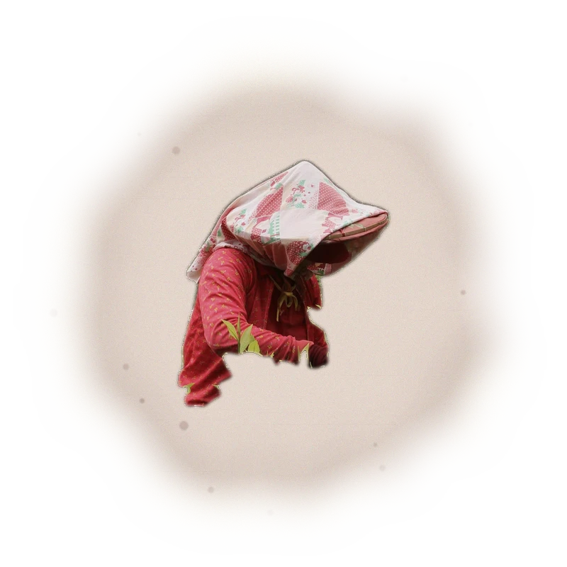 Wholesale - S002 - Sun Moon Lake - Ruby Black Tea TTES#18 (Premium Grade) 5