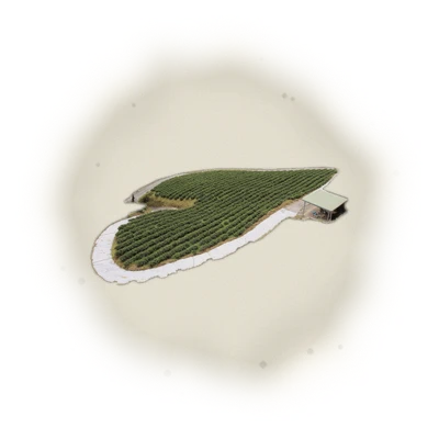 Wholesale - S003 - Sun Moon Lake - Assam Black Tea TTES#8 (Competition Grade) 4