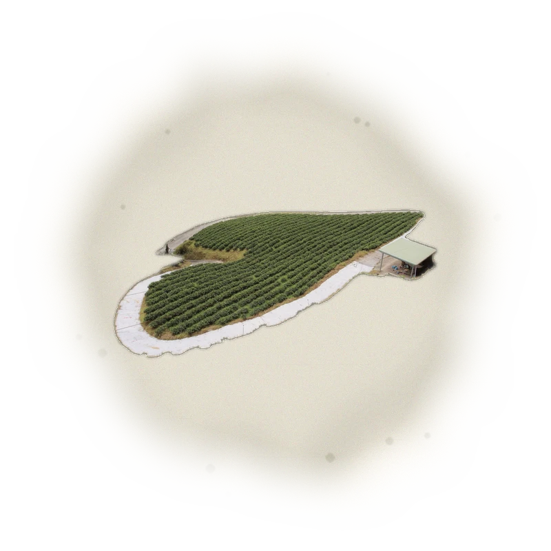 Wholesale - S003 - Sun Moon Lake - Assam Black Tea TTES#8 (Competition Grade) 3