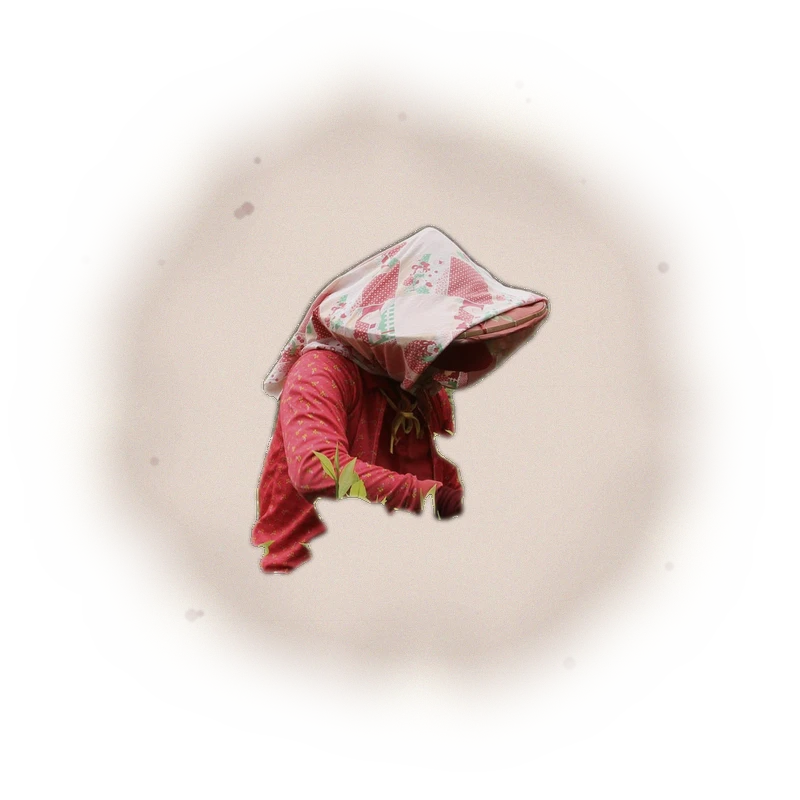 Wholesale - S003 - Sun Moon Lake - Assam Black Tea TTES#8 (Competition Grade) 5