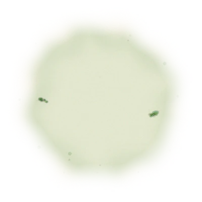 Wholesale - S003 - Sun Moon Lake - Assam Black Tea TTES#8 (Competition Grade) 10