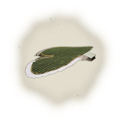 Wholesale - S004 - Sun Moon Lake - Assam Black Tea TTES#8 (Premium Grade) 4