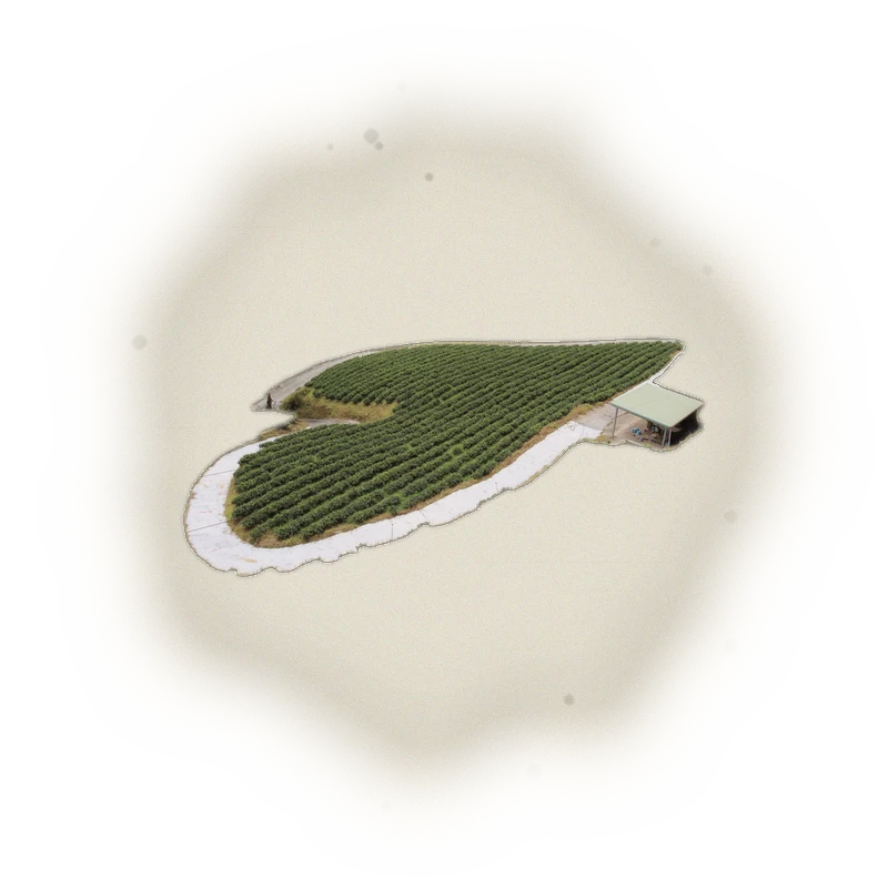 Wholesale - S004 - Sun Moon Lake - Assam Black Tea TTES#8 (Premium Grade) 3