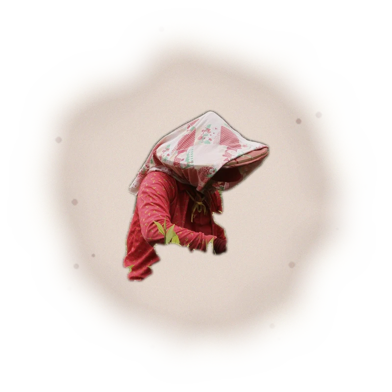 Wholesale - S004 - Sun Moon Lake - Assam Black Tea TTES#8 (Premium Grade) 5