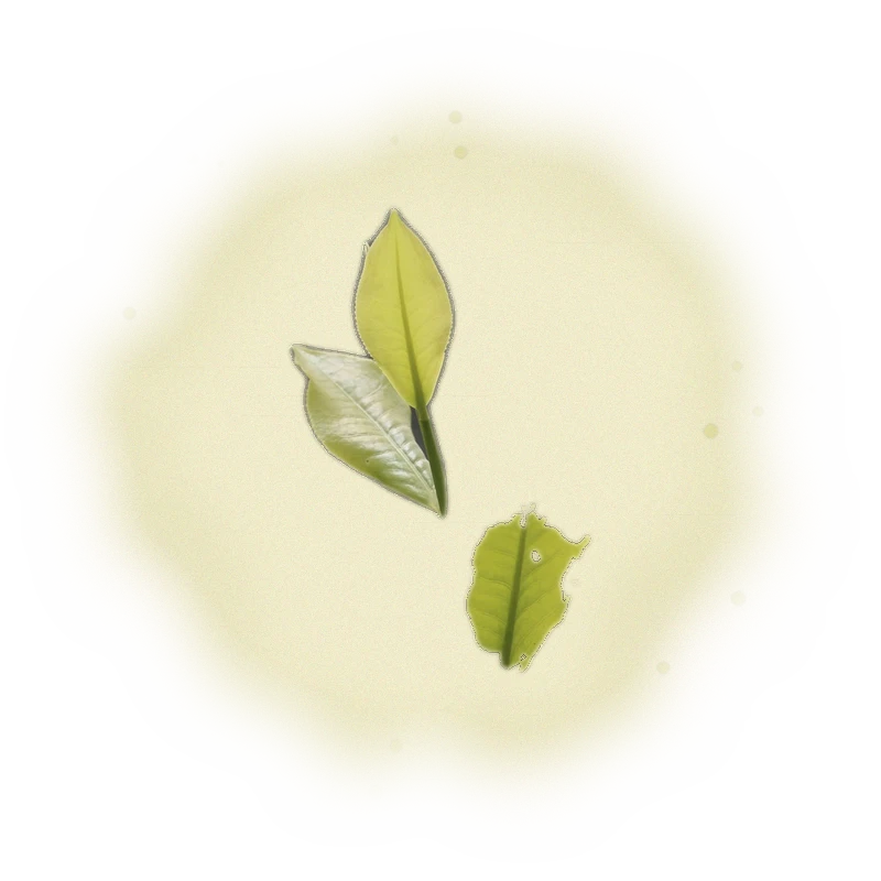 Wholesale - S004 - Sun Moon Lake - Assam Black Tea TTES#8 (Premium Grade) 7
