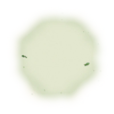 Wholesale - S004 - Sun Moon Lake - Assam Black Tea TTES#8 (Premium Grade) 10