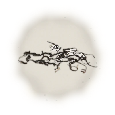 Wholesale - S005 - Sun Moon Lake - Formosa Black Tea (Competition Grade)