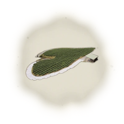 Wholesale - S005 - Sun Moon Lake - Formosa Black Tea (Competition Grade) 4