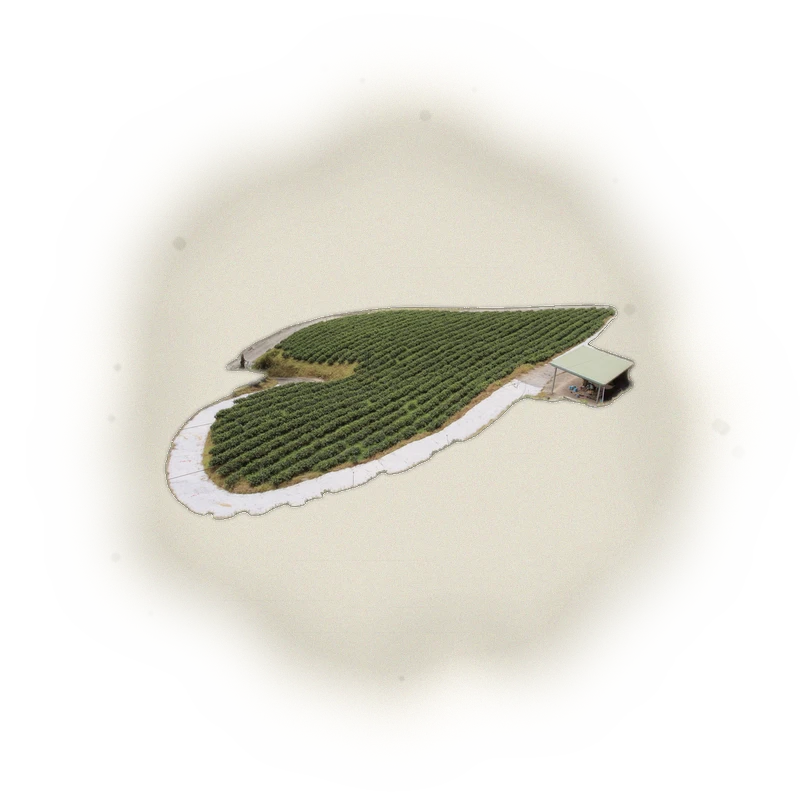 Wholesale - S005 - Sun Moon Lake - Formosa Black Tea (Competition Grade) 3
