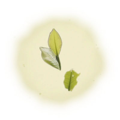 Wholesale - S005 - Sun Moon Lake - Formosa Black Tea (Competition Grade) 8
