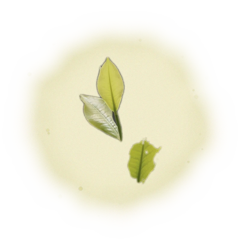 Wholesale - S005 - Sun Moon Lake - Formosa Black Tea (Competition Grade) 7