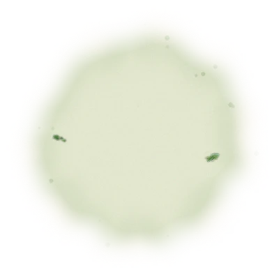 Wholesale - S005 - Sun Moon Lake - Formosa Black Tea (Competition Grade) 10