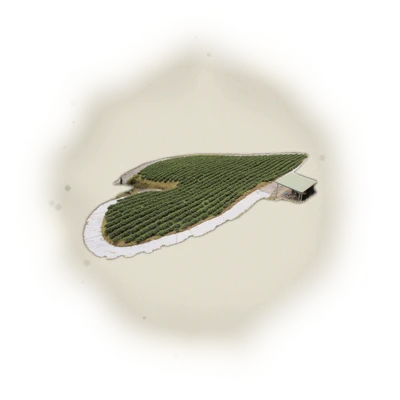 Wholesale - S006 - Sun Moon Lake - Formosa Black Tea (Premium Grade) 4
