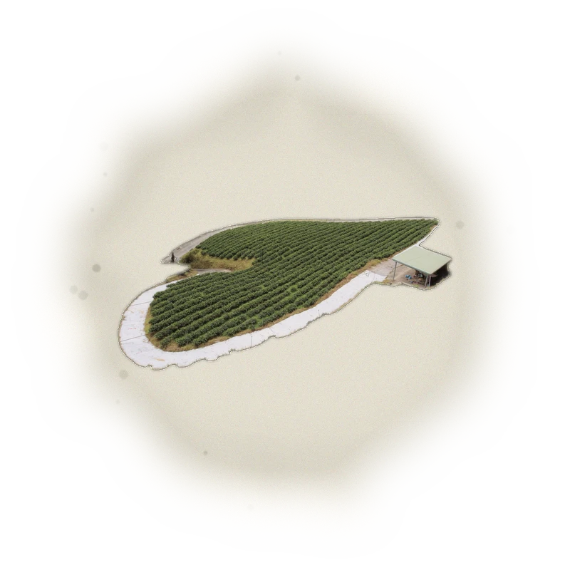 Wholesale - S006 - Sun Moon Lake - Formosa Black Tea (Premium Grade) 3