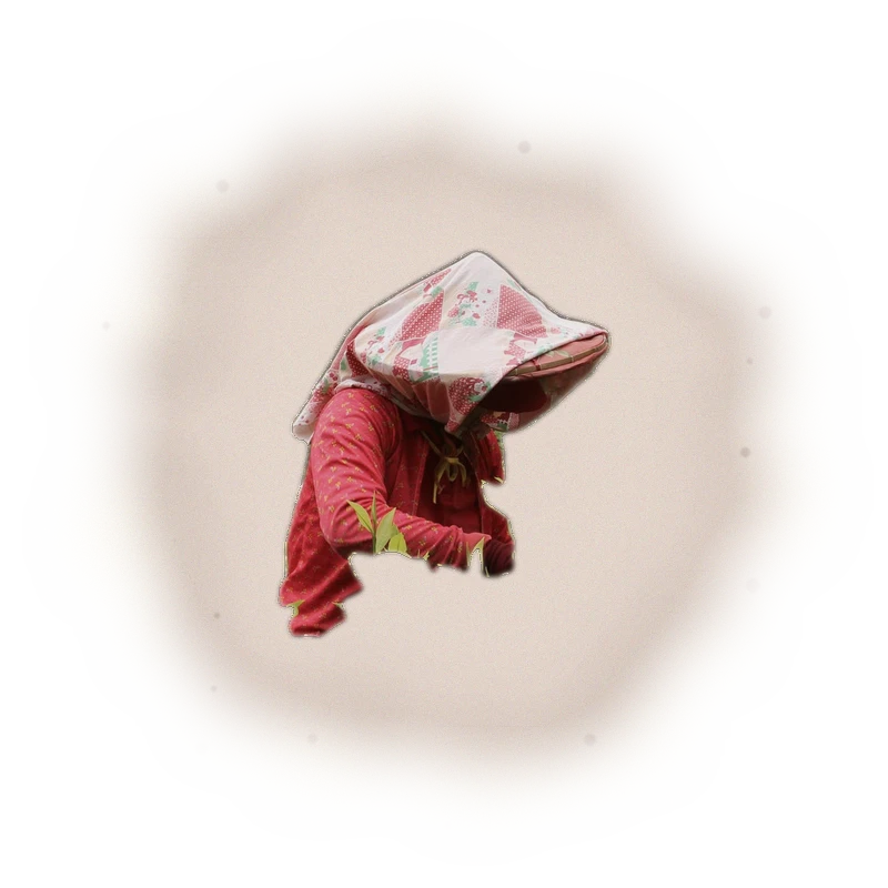 Wholesale - S006 - Sun Moon Lake - Formosa Black Tea (Premium Grade) 5
