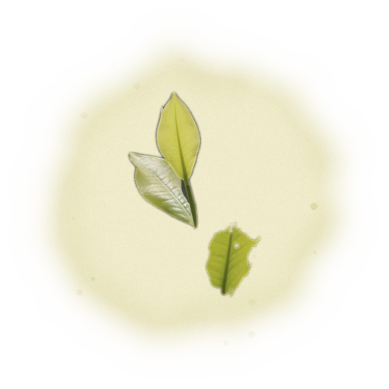 Wholesale - S006 - Sun Moon Lake - Formosa Black Tea (Premium Grade) 7