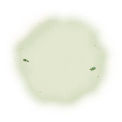 Wholesale - S006 - Sun Moon Lake - Formosa Black Tea (Premium Grade) 10