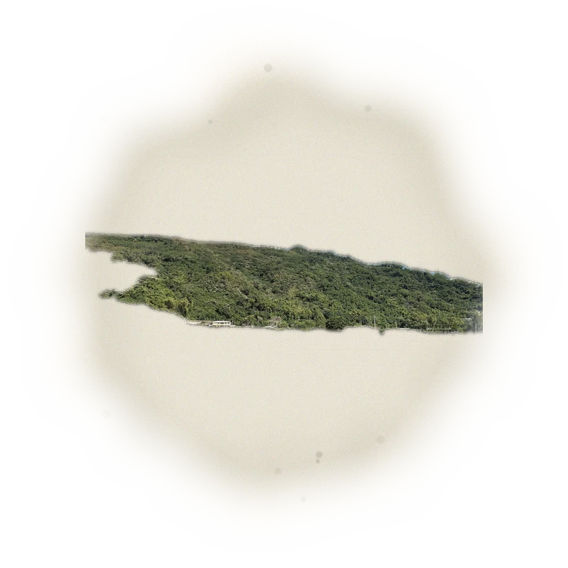 Wholesale - T002 - TaiTung Red Oolong Tea (Premium Grade) 3