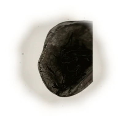 陳年鐵觀音/100G 8