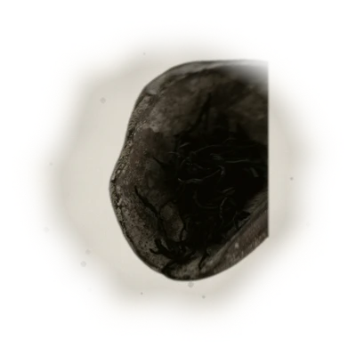 高山金萱/100G 6