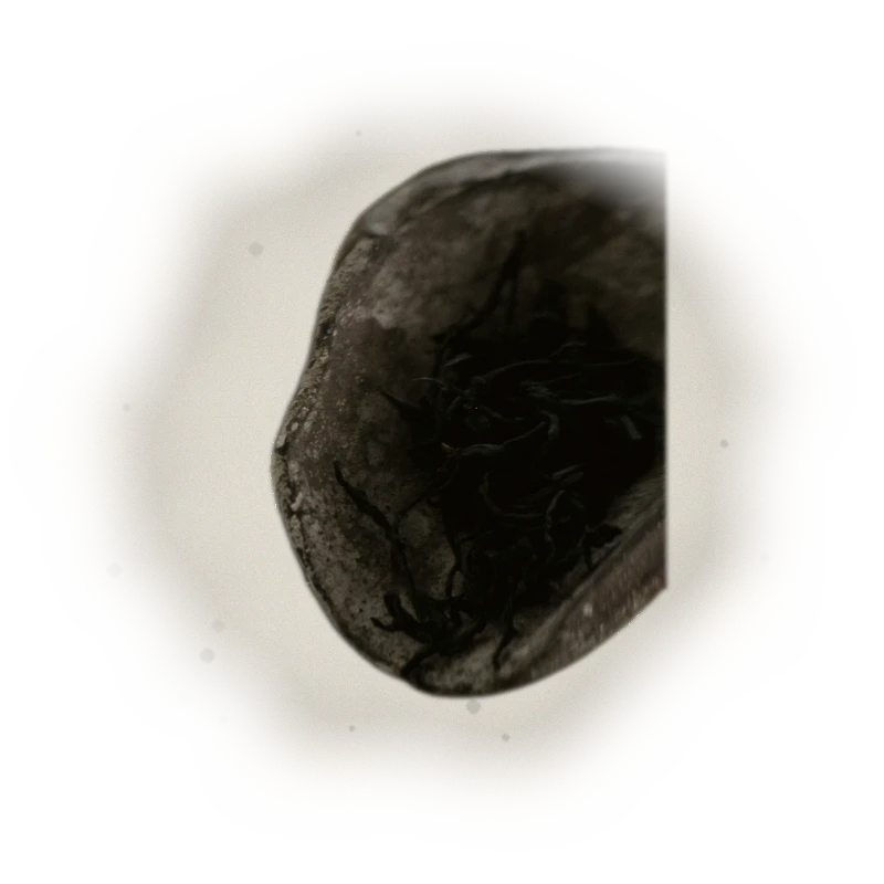 高山金萱/100G 5