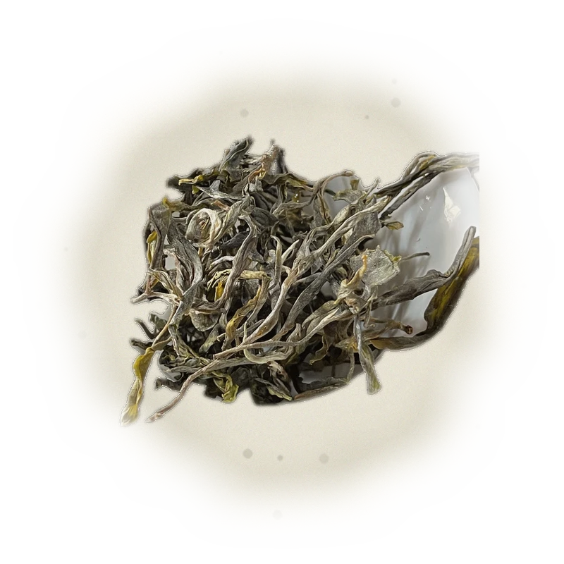 Qianjiazhai Ancient Tree Sheng Pu'er (2023) TEA MASTER SERIES 3