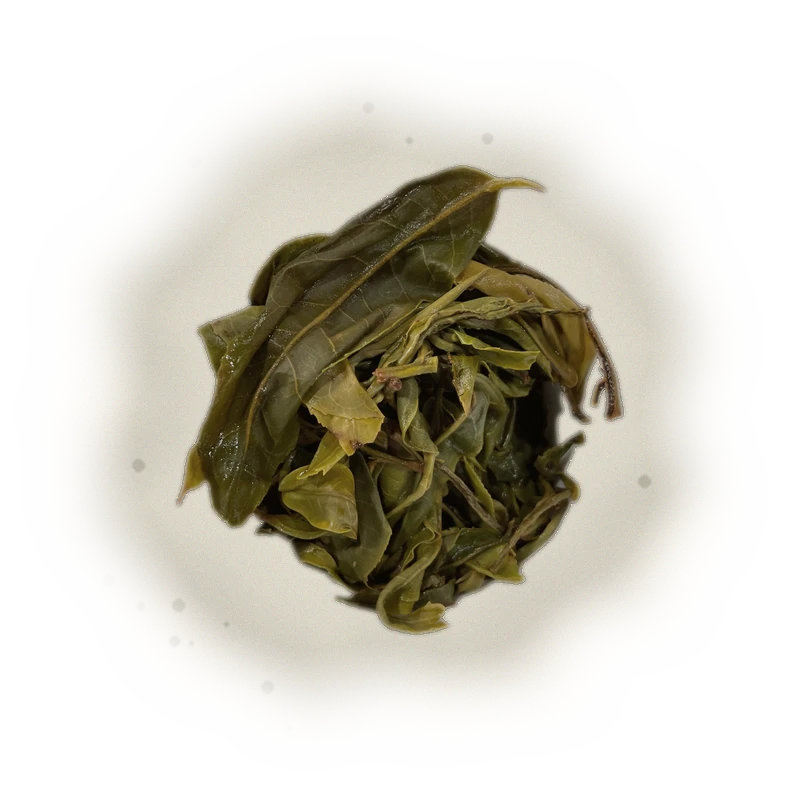 Qianjiazhai Ancient Tree Sheng Pu'er (2023) TEA MASTER SERIES 9