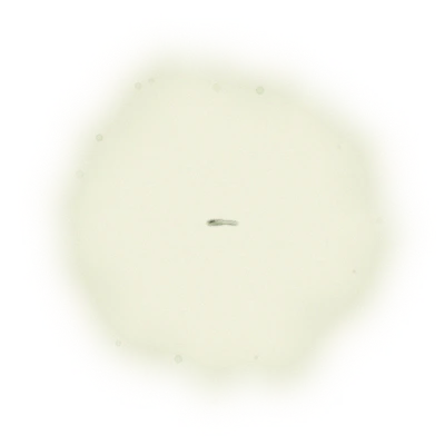 台茶12號蜜紅茶-150克(2025年夏茶) 4