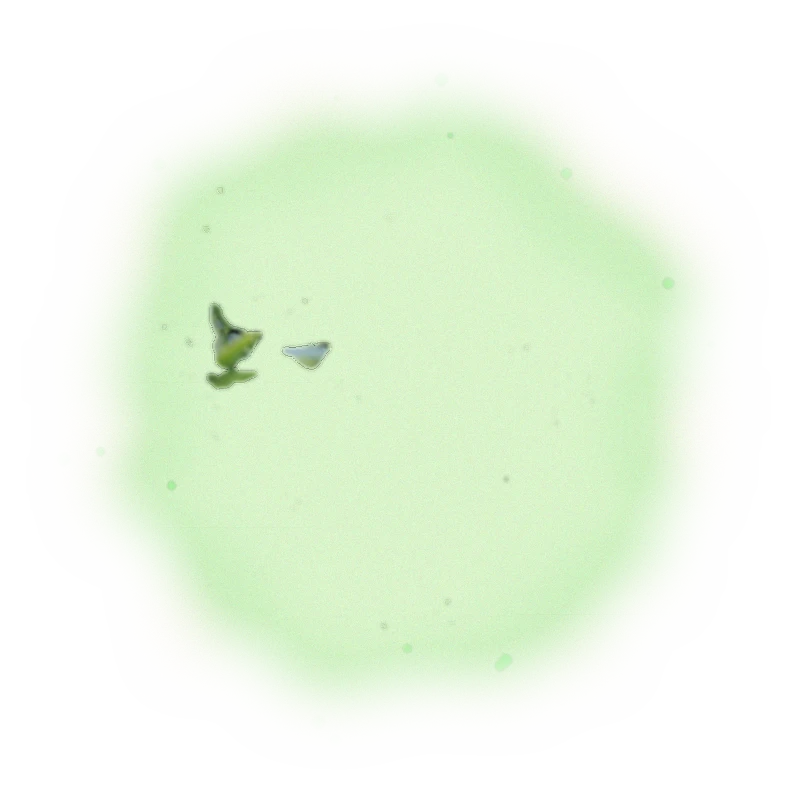 特級青心烏龍冬茶-150克(2025年冬茶) 3