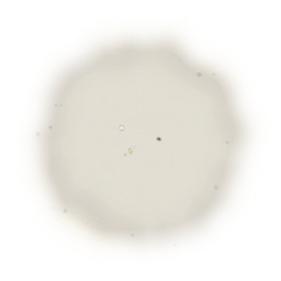 特級青心烏龍冬茶-150克(2025年冬茶) 6