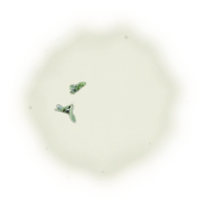 金萱包種茶-150克(2025年冬茶) 4