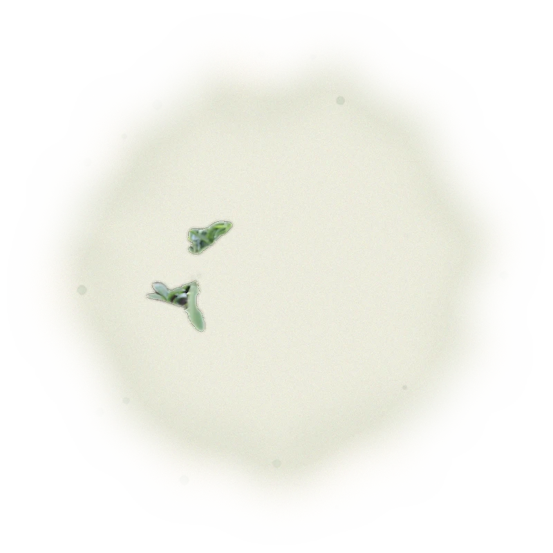 金萱包種茶-150克(2025年冬茶) 3