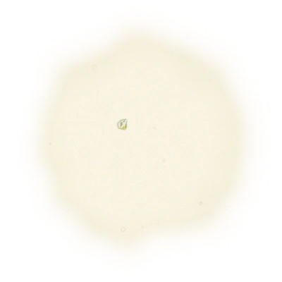 金萱包種茶-150克(2025年冬茶) 6