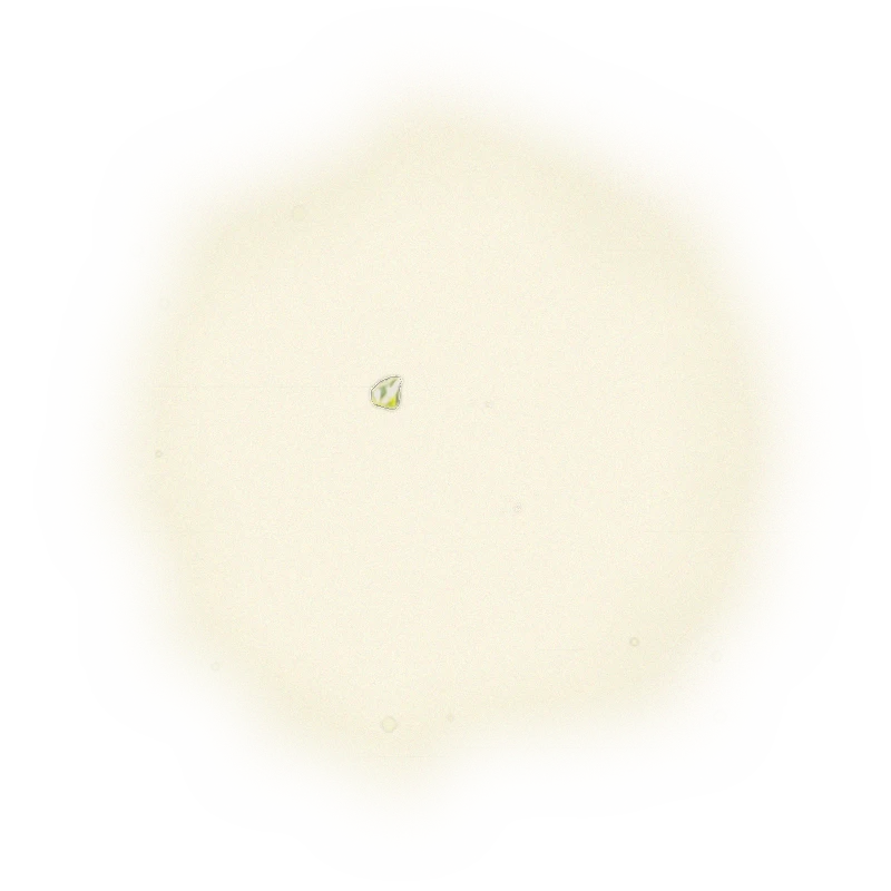 金萱包種茶-150克(2025年冬茶) 5