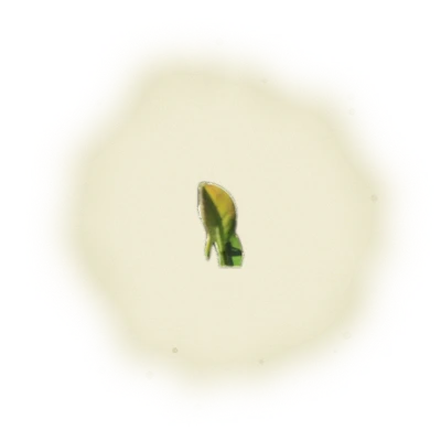 『金萱』白毫烏龍茶-150克(2025年茶) 4