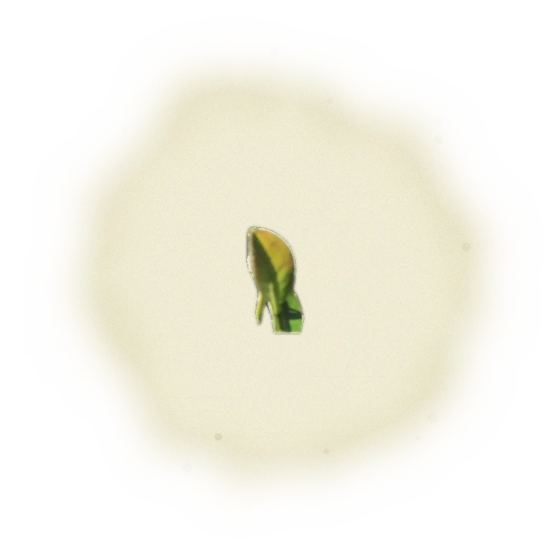 『金萱』白毫烏龍茶-150克(2025年茶) 3