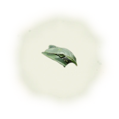 『金萱』白毫烏龍茶-150克(2025年茶) 6