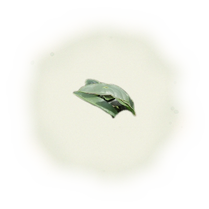 『金萱』白毫烏龍茶-150克(2025年茶) 5